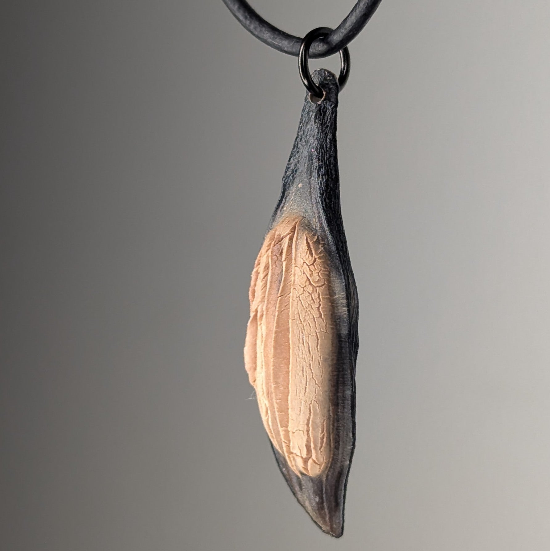 Caulerionyx