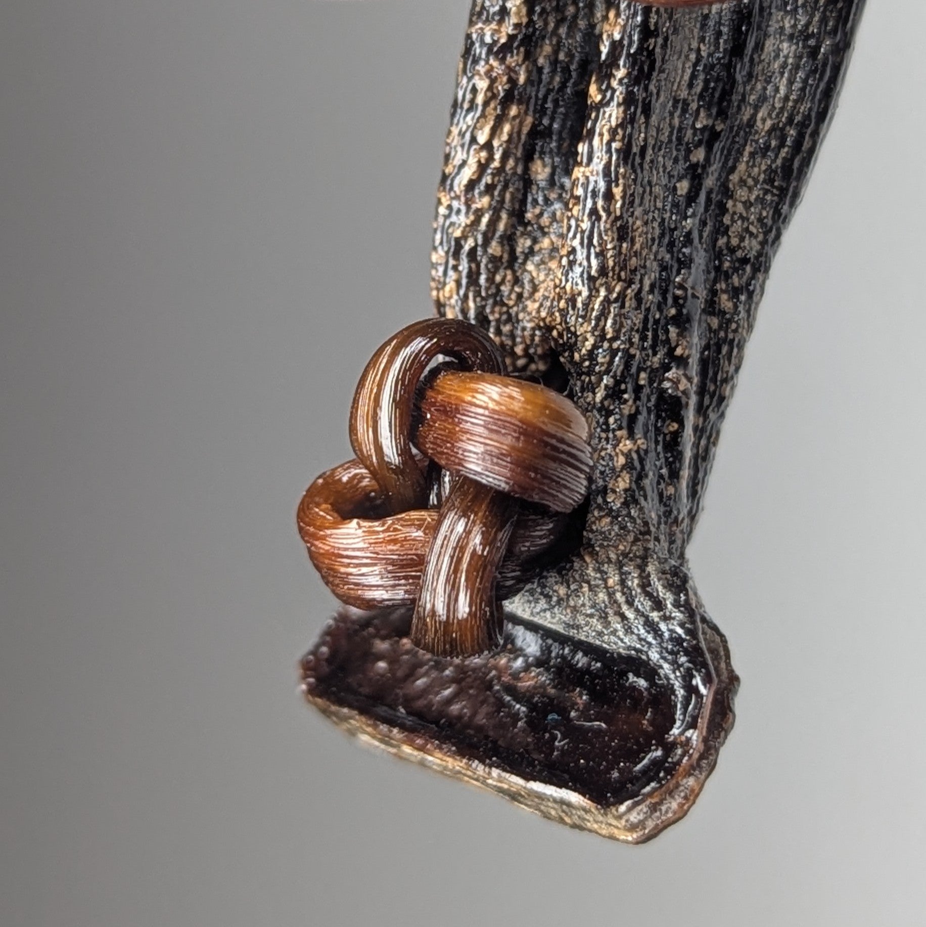 Laminida