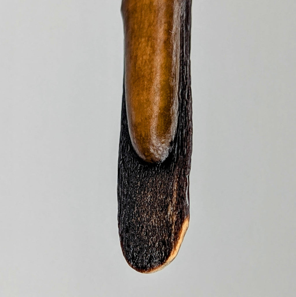 Halimaris