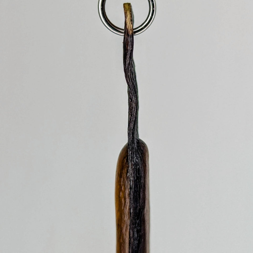 Halimaris